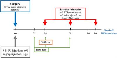 Intranigral Injection of Endotoxin Suppresses Proliferation of Hippocampal Progenitor Cells